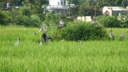 Vũ[-]khúc[-]trên[-]đồng.